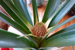 Baby-Pineapple-1-resized-1