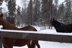 Horses-in-the-snow-1